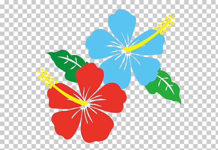 Summer flower, blue and pink hibiscus flower