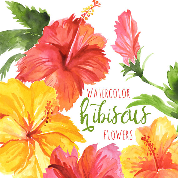 Watercolor Hibiscus Flowers, Tropical Flower Clipart