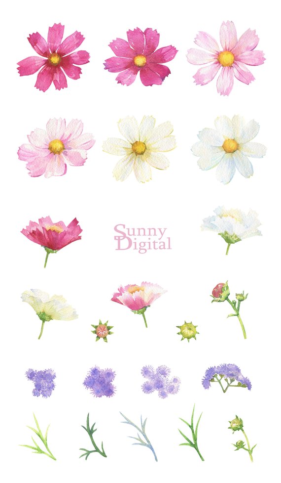 Daisy Summer clipart Handpainted watercolor Floral element