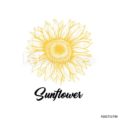 Sunflower yellow blooming sketch illustration