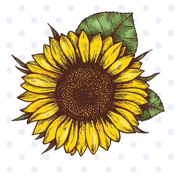 Sunflower sunflower svg.