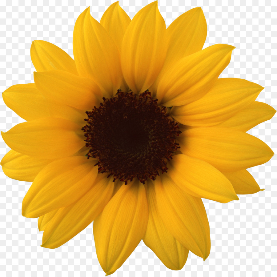 Sunflower Clipart clipart