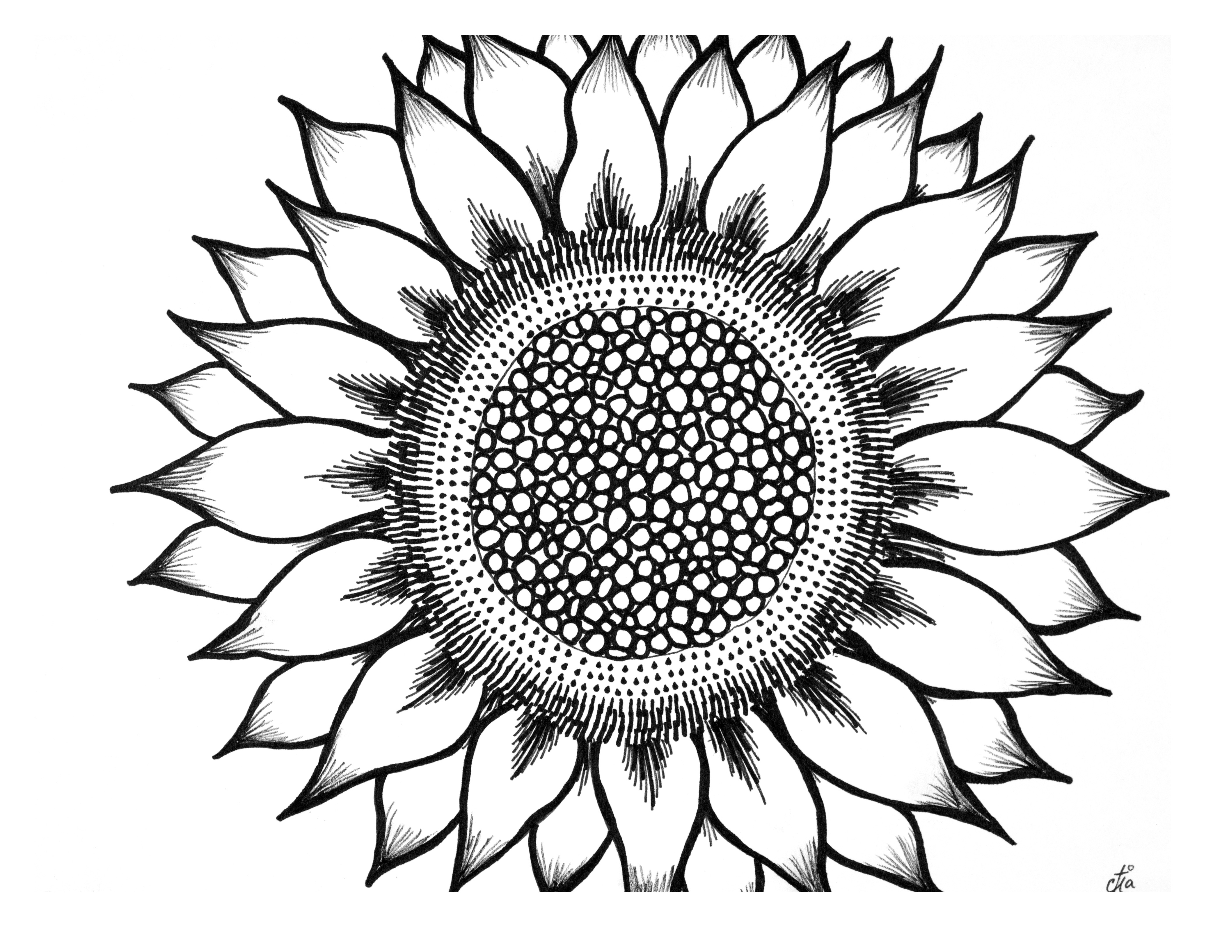 Sunflower clipart black and white pictures on Cliparts Pub 2020! 🔝