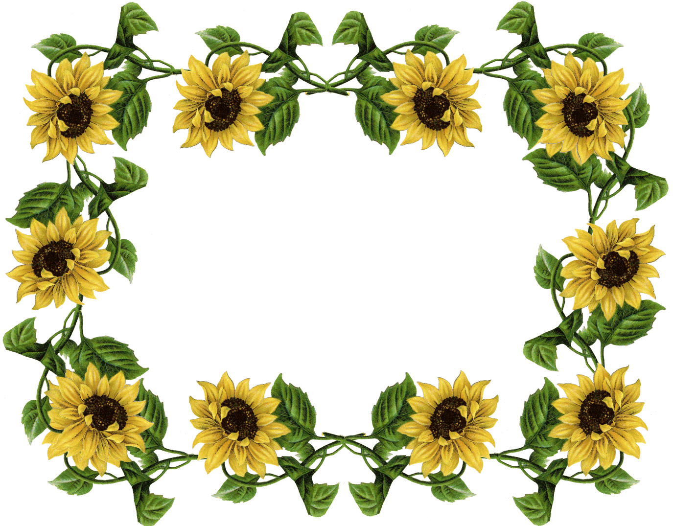 Free sunflower border.