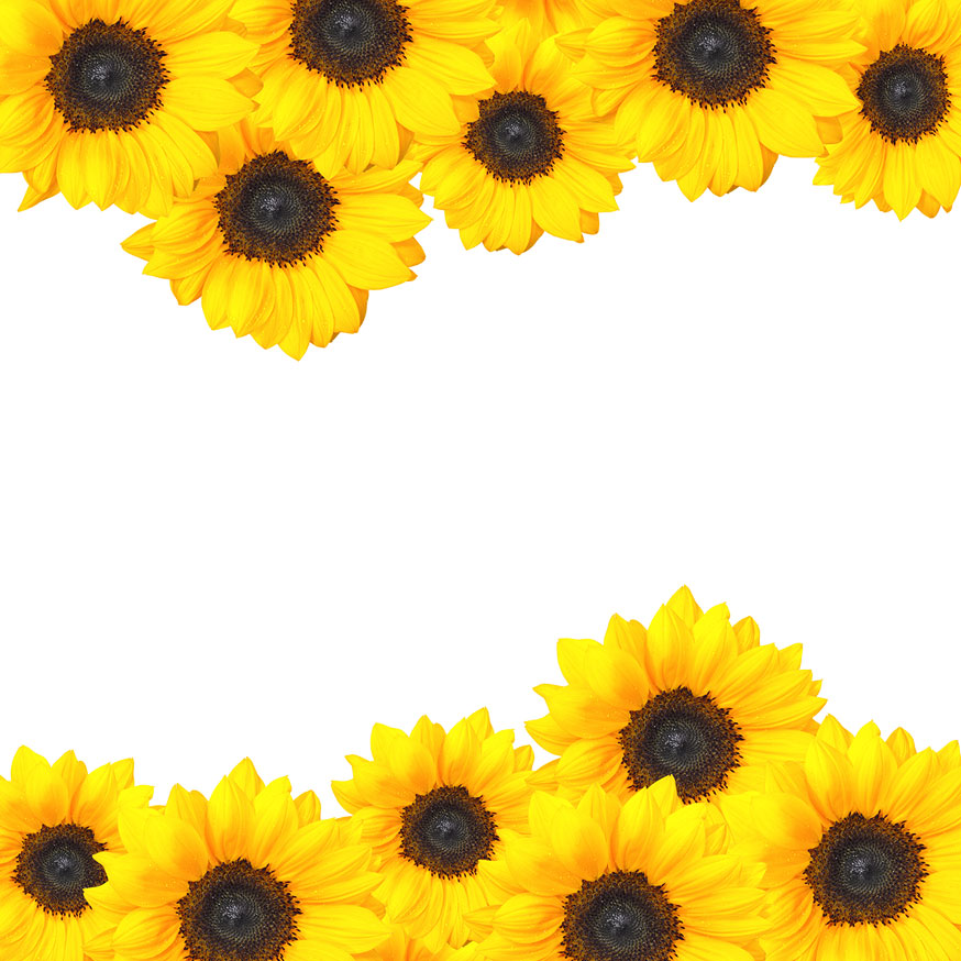 sunflower clipart border design