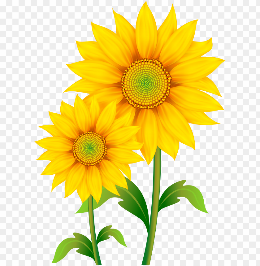 Raphic royalty free stock sunflowers clipart png image