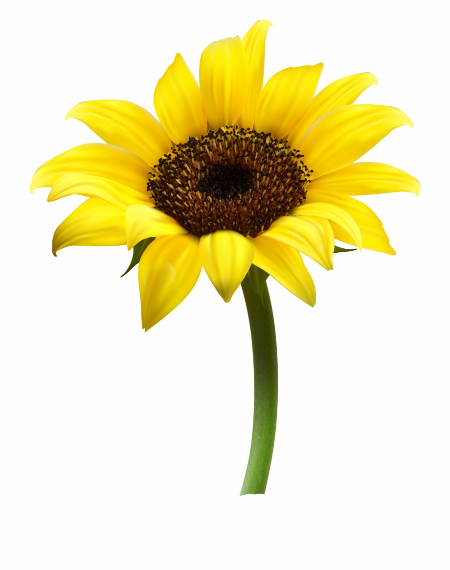 Sunflowers png clipart.