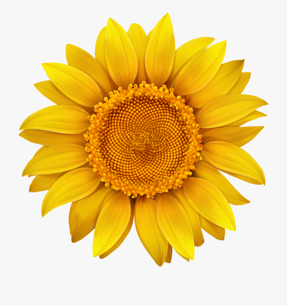 Sunflower Transparent Hi Res