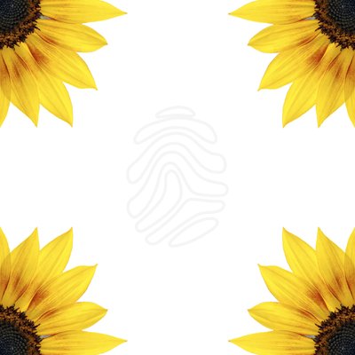 Free sunflower border.
