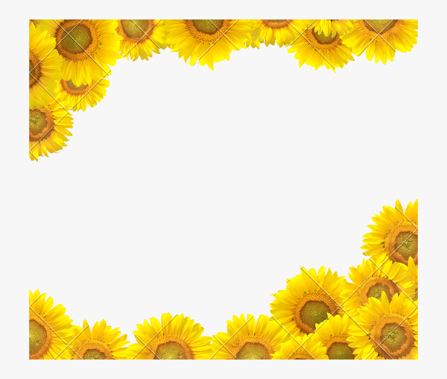 Sunflower Clipart Boarder