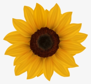sunflower clipart easy