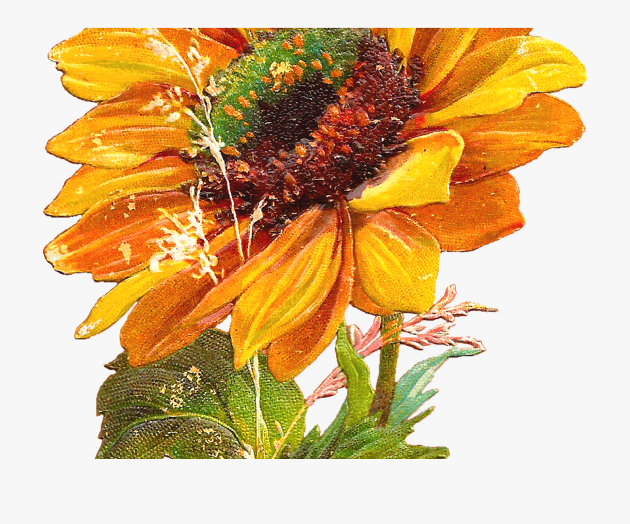 Fall sunflowers clipart.