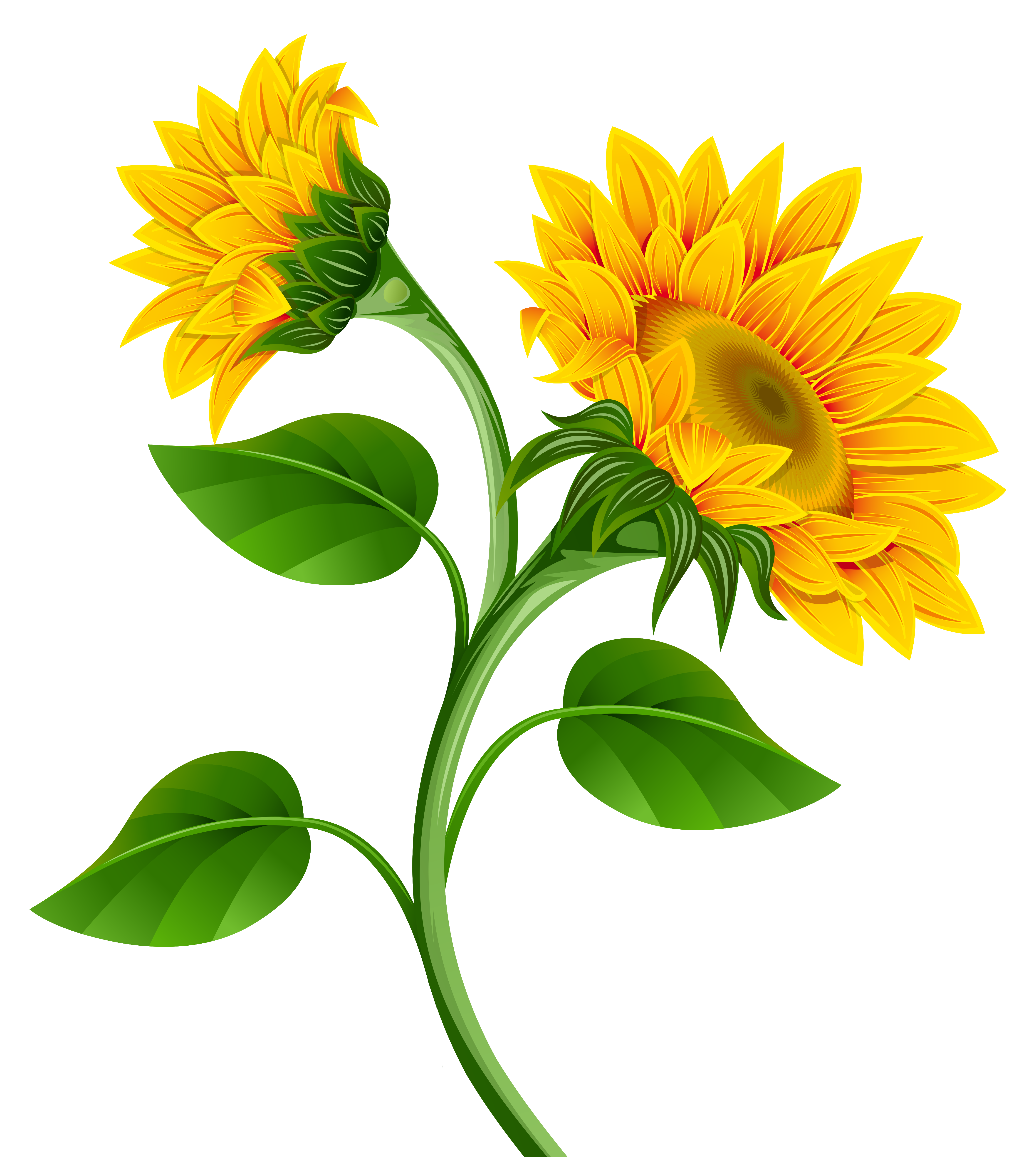 Common sunflower clip.