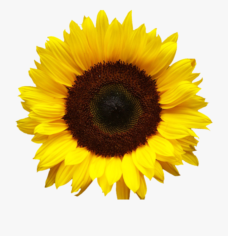 93715kb sunflower clipart.