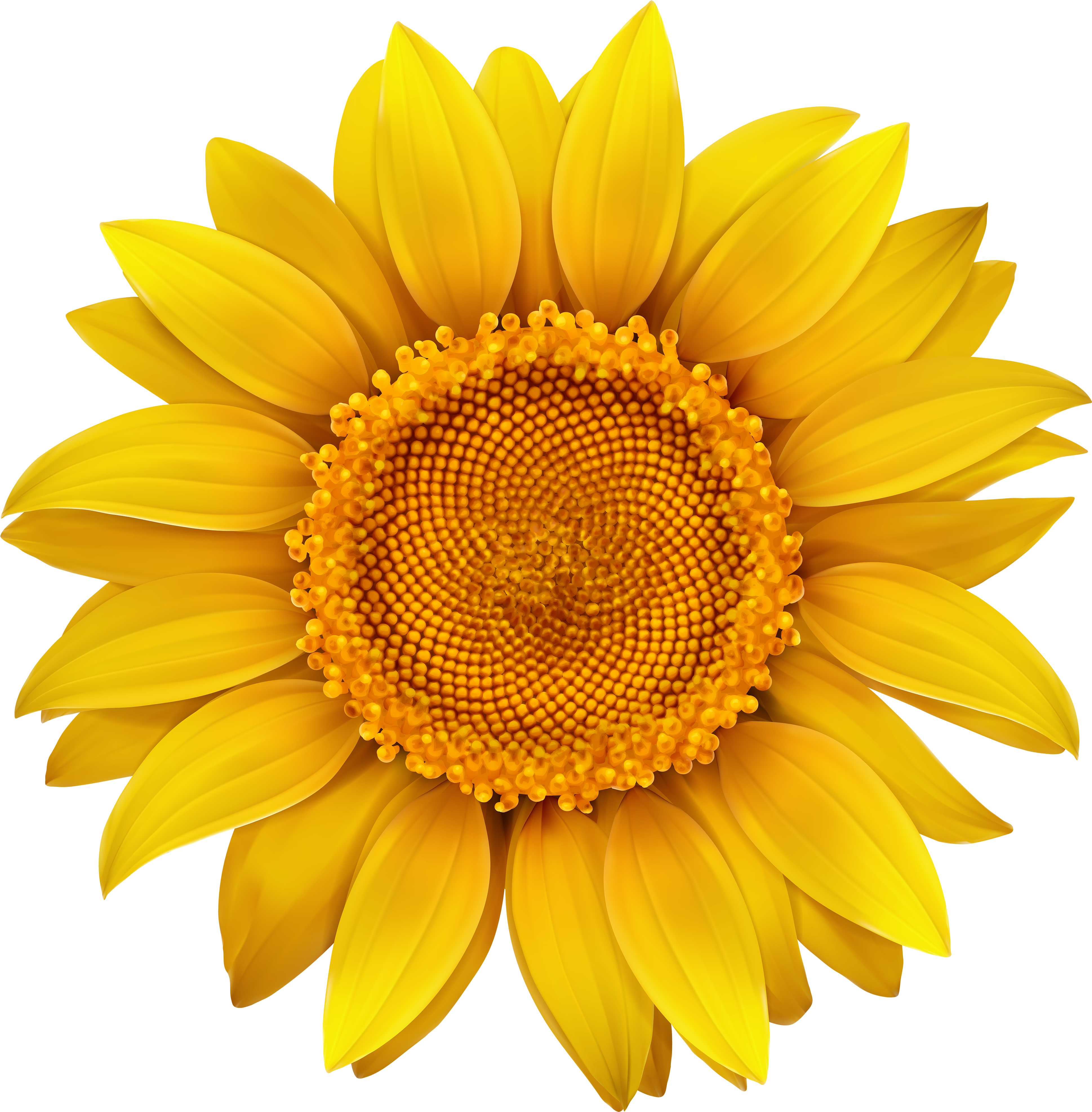 HD Sunflower Transparent Hi Res