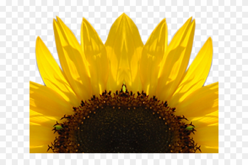 Sunflowers clipart logo.