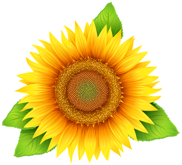 sunflower clipart high resolution