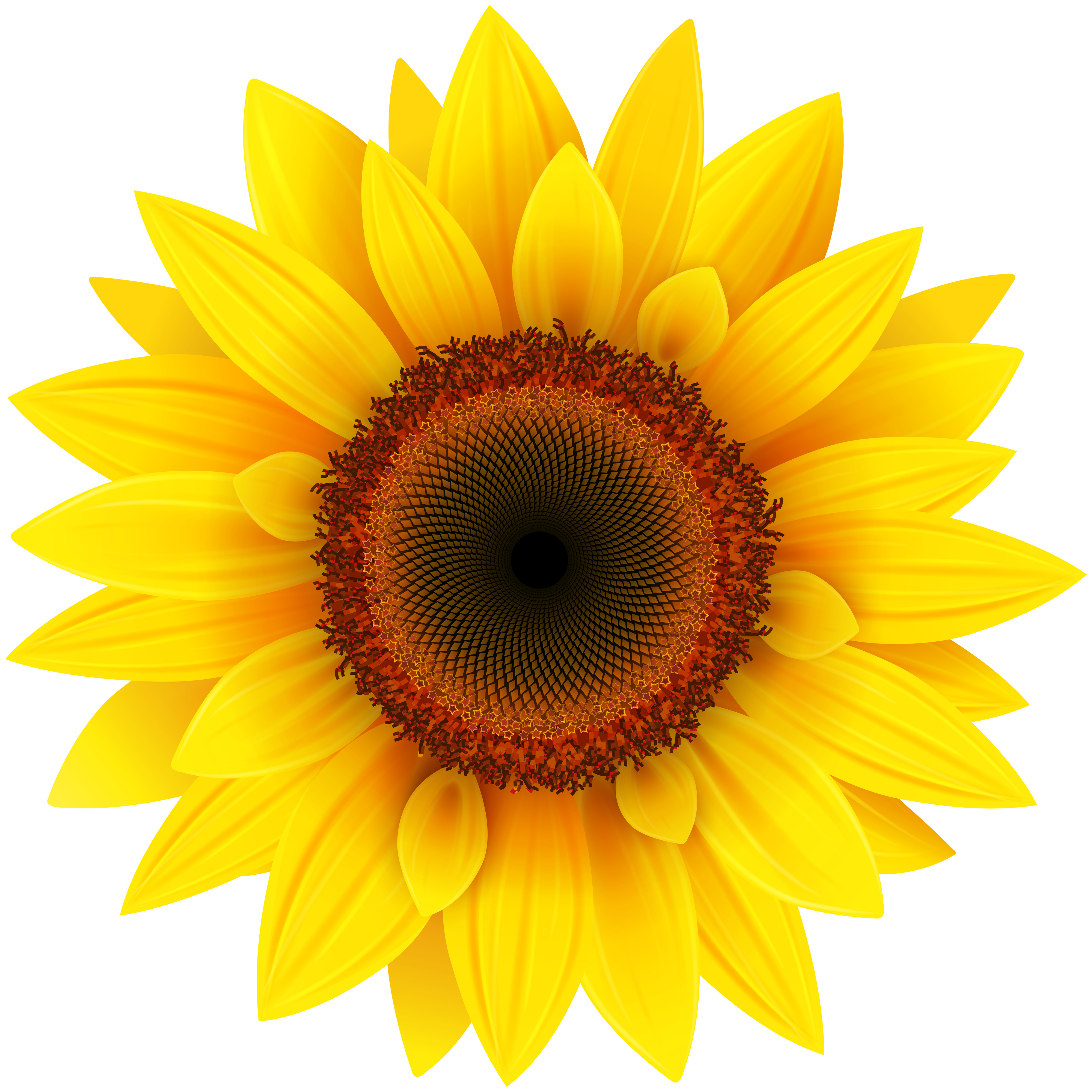 Sunflower png clipart.