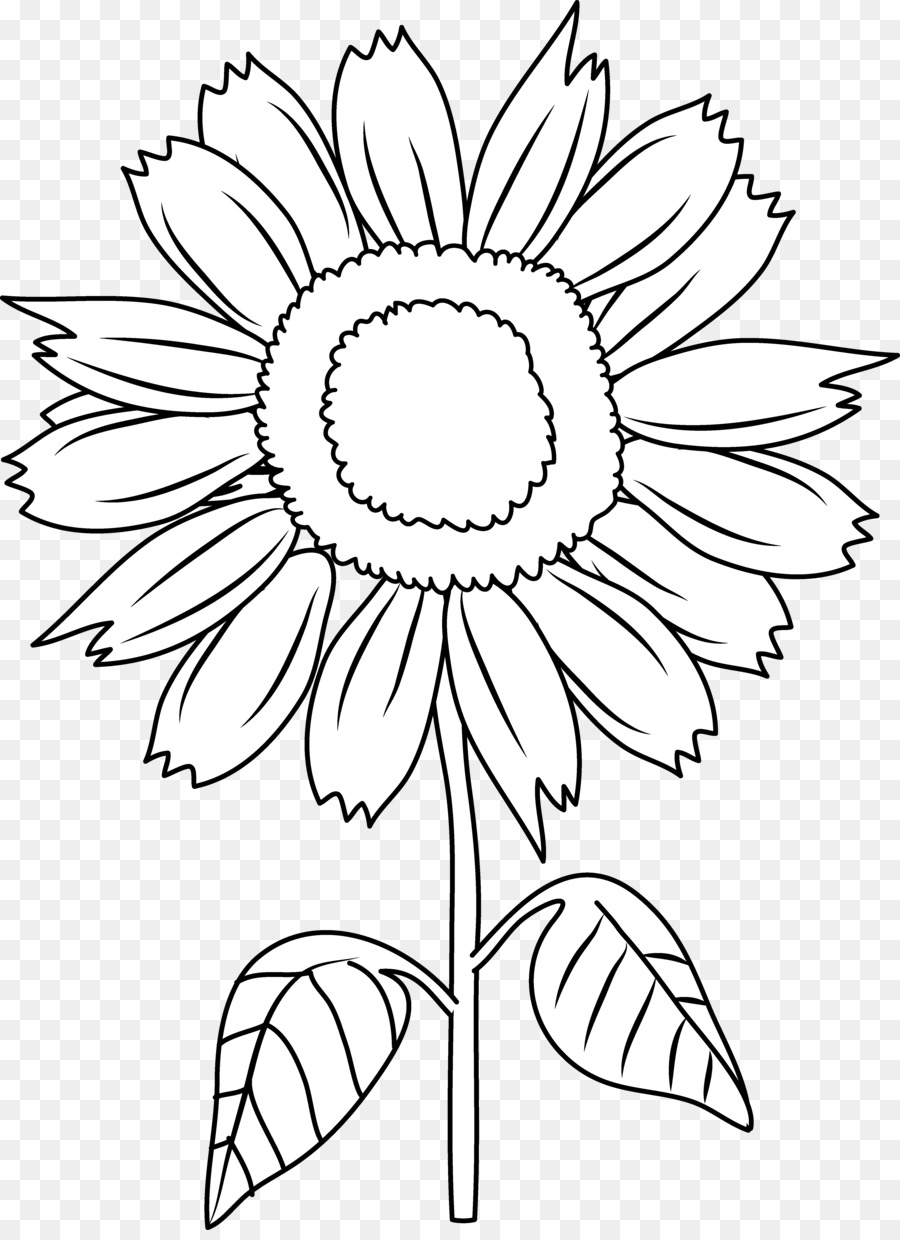 Sunflower Black And White clipart