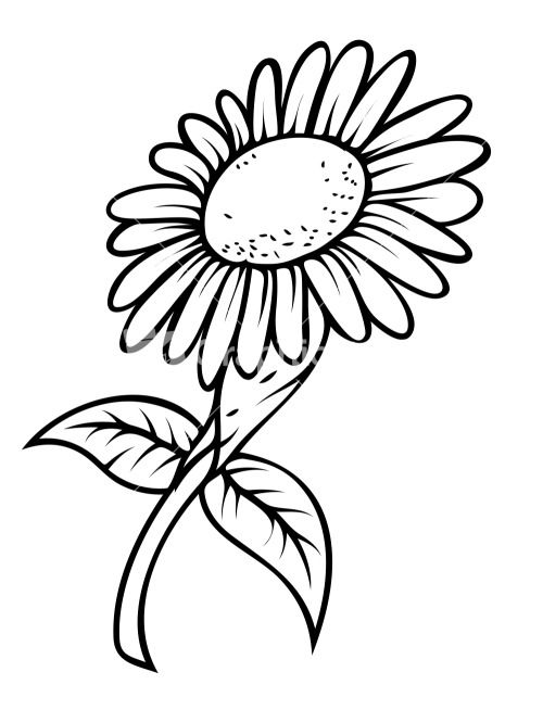 Line Drawing Sunflower