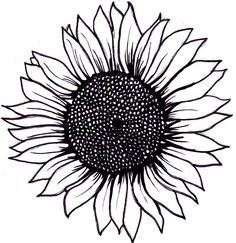Free black sunflower.
