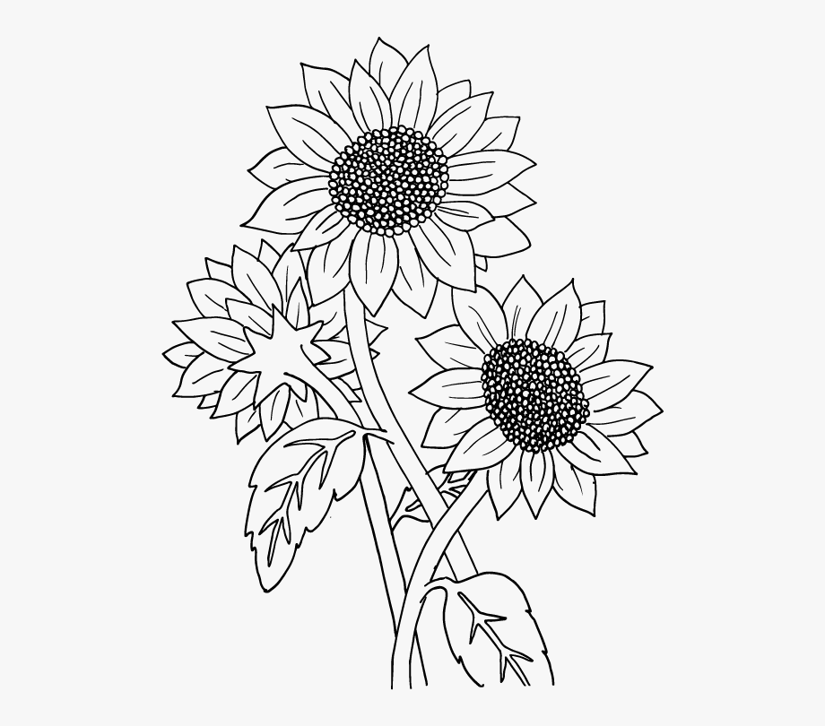 Sunflower Clipart Boho