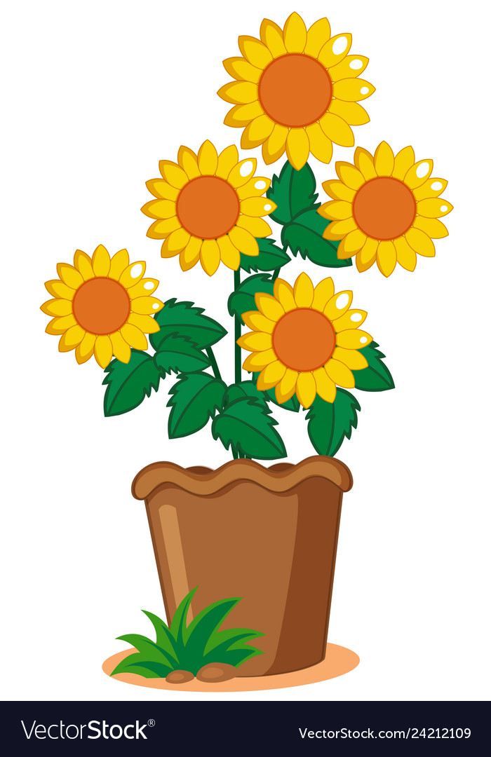 Sunflower plant the.