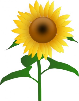Sunflower clip art.