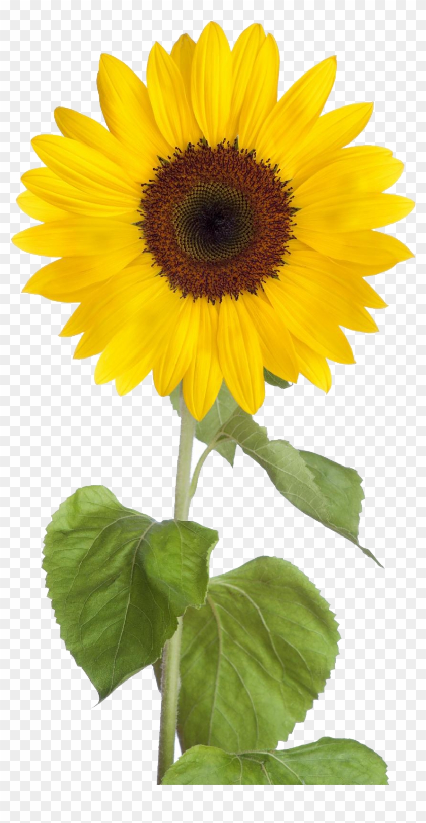 Sunflower png free.