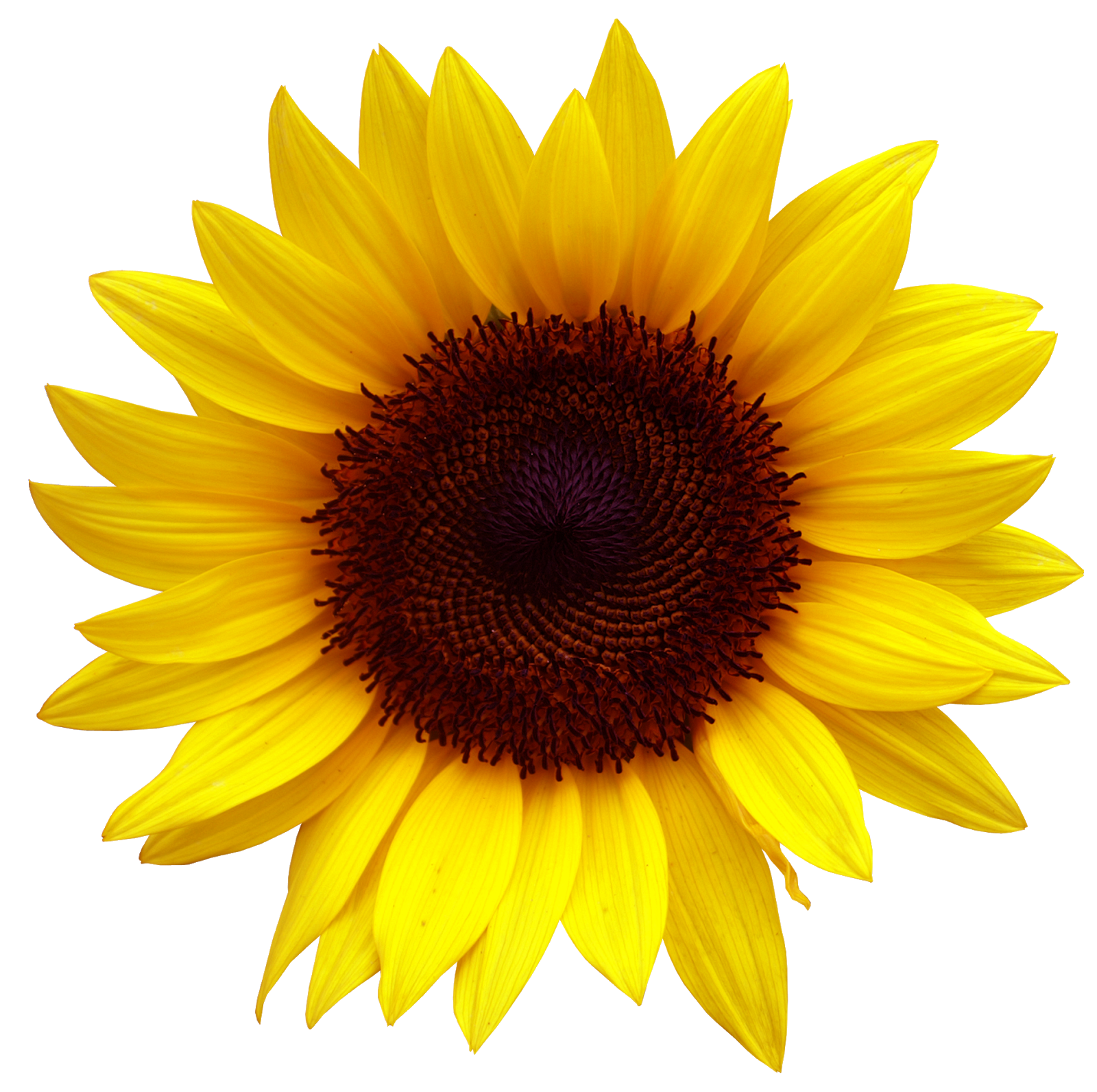 Free Free 181 Clipart Sunflower Png SVG PNG EPS DXF File