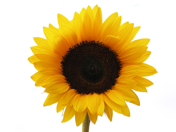 Sunflower clip art.