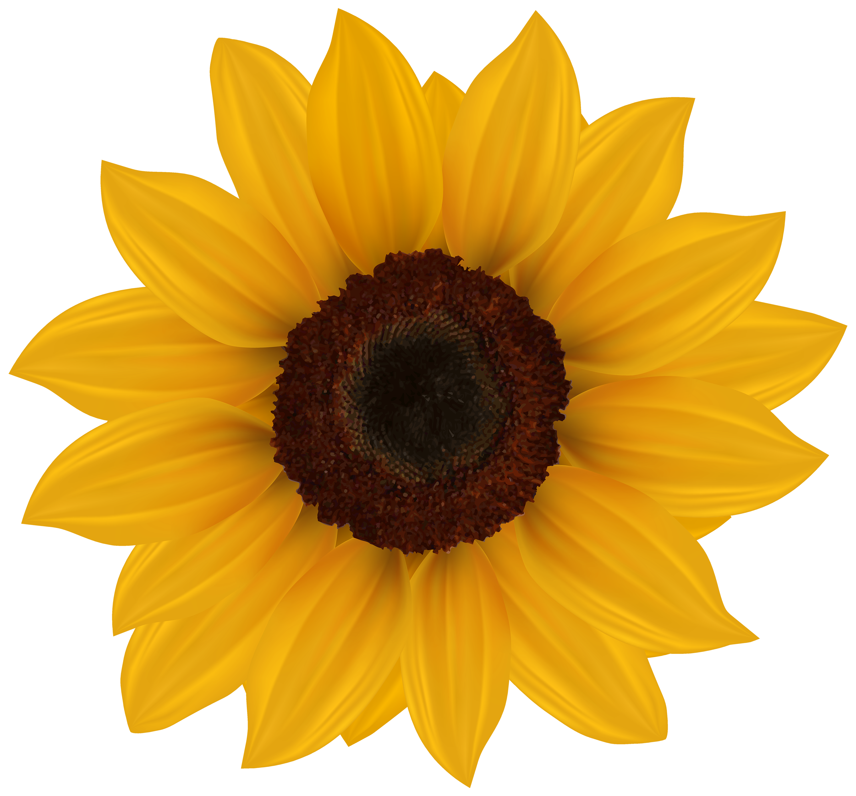 Sunflower png clipart.
