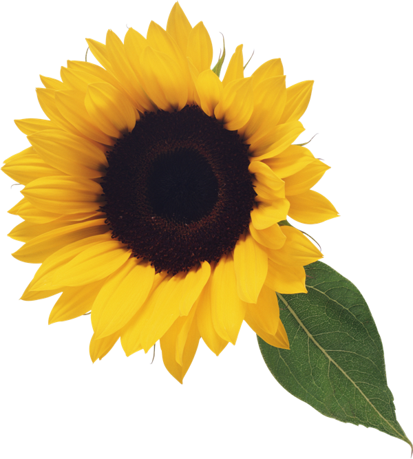 Sunflower with leaf.