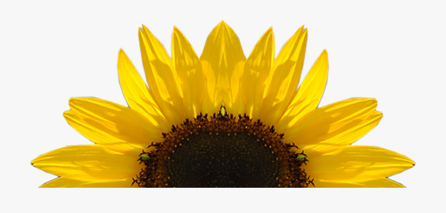 Sunflower Free Sunflower Clipart Half Pencil And In