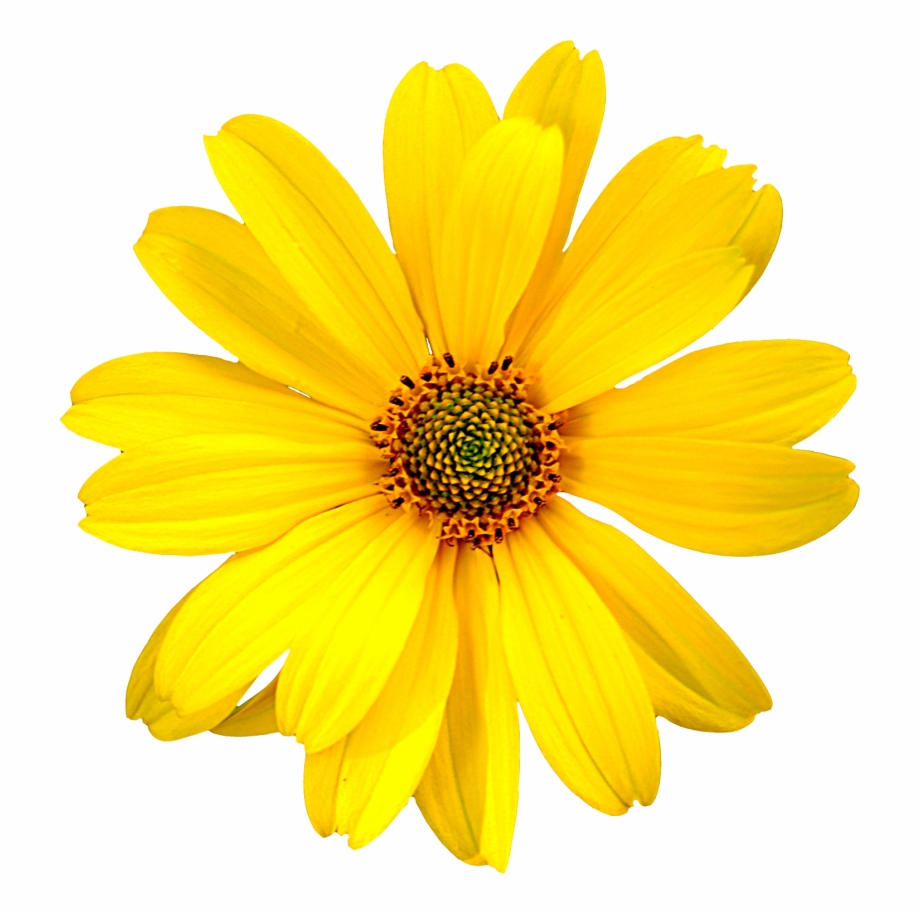 Free Png Flowers
