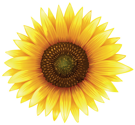 Free Free 344 Realistic Sunflower Svg SVG PNG EPS DXF File