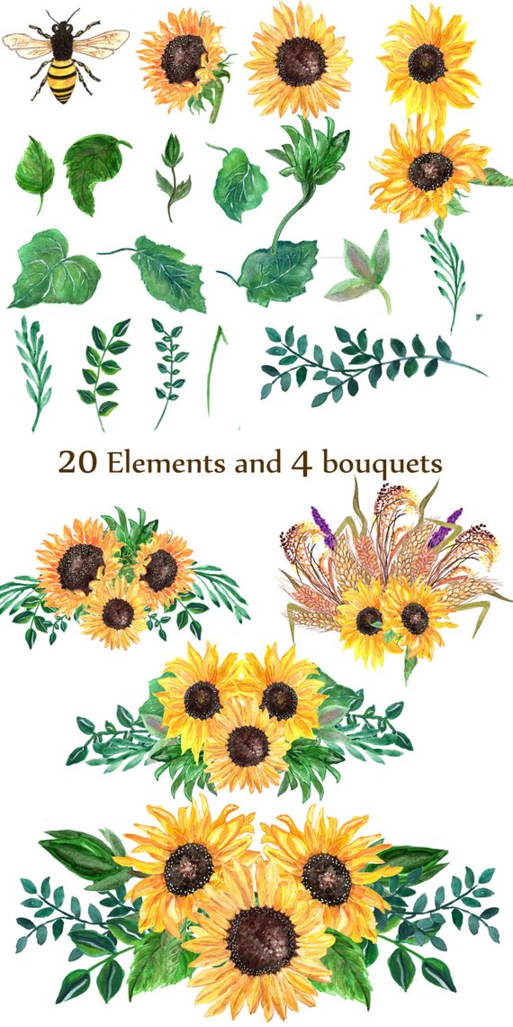 Sunflower watercolor clip art