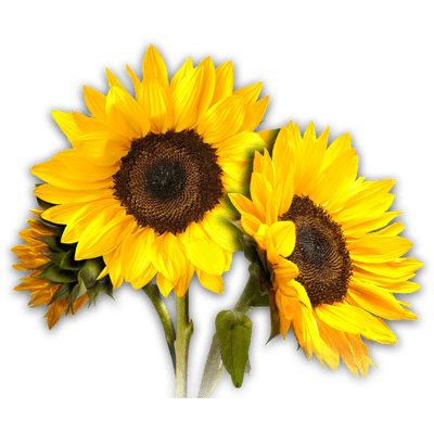 Sunflower png images.