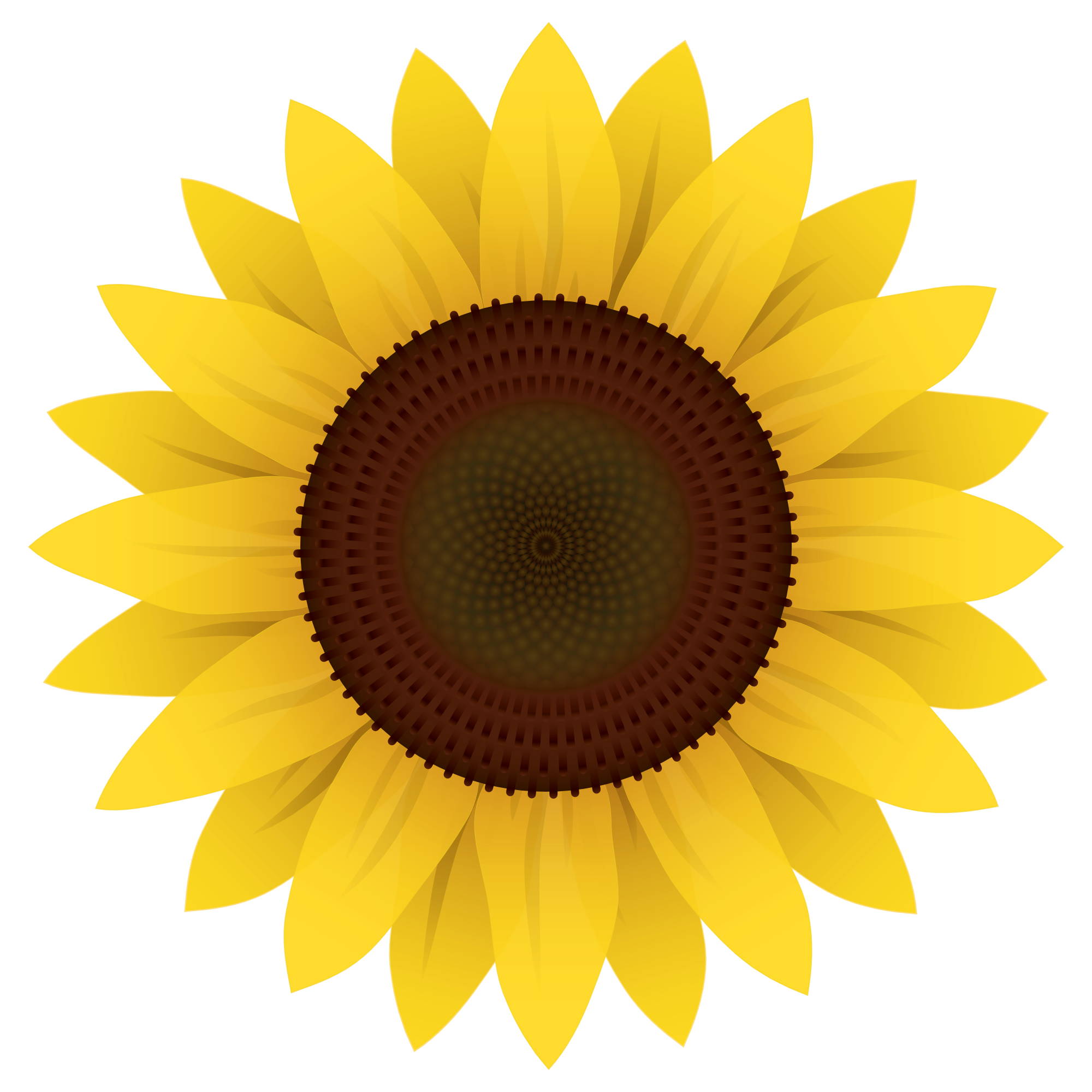 Sunflower Vector PNG Image