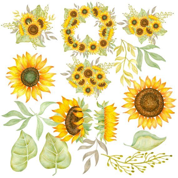 Sunflower clipart watercolor.