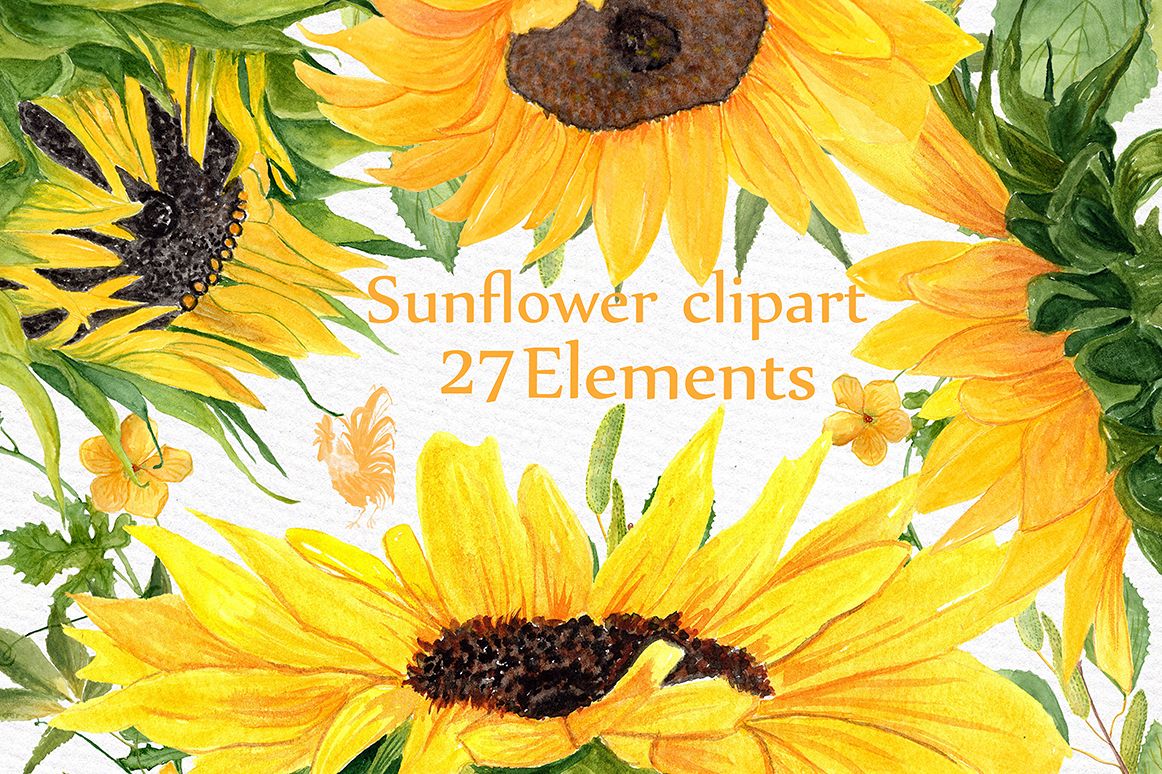 Sunflower watercolor clipart.