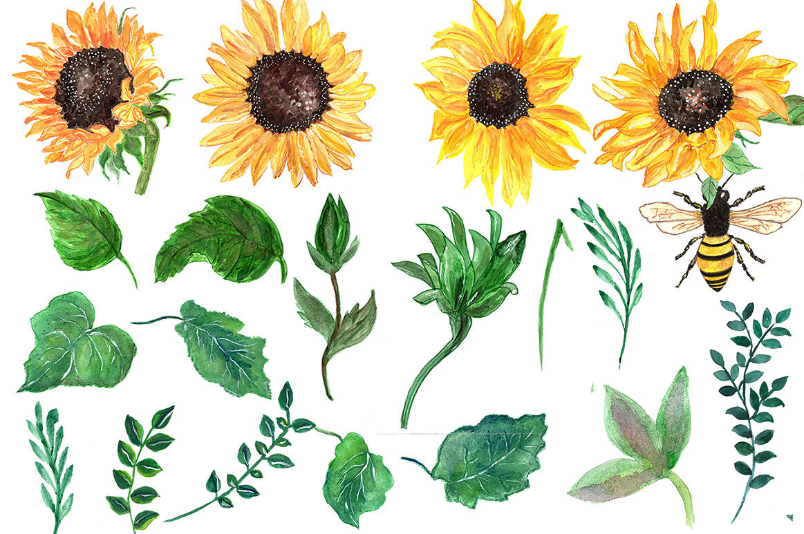 Watercolor sunflowers clipart By LeCoqDesign