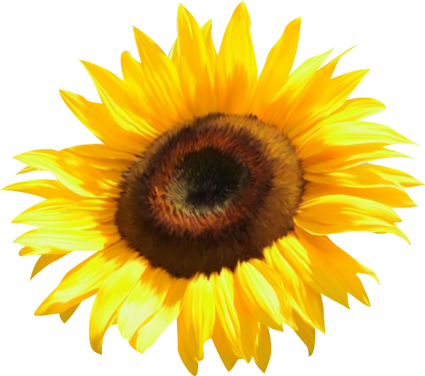 sunflower clipart watercolor