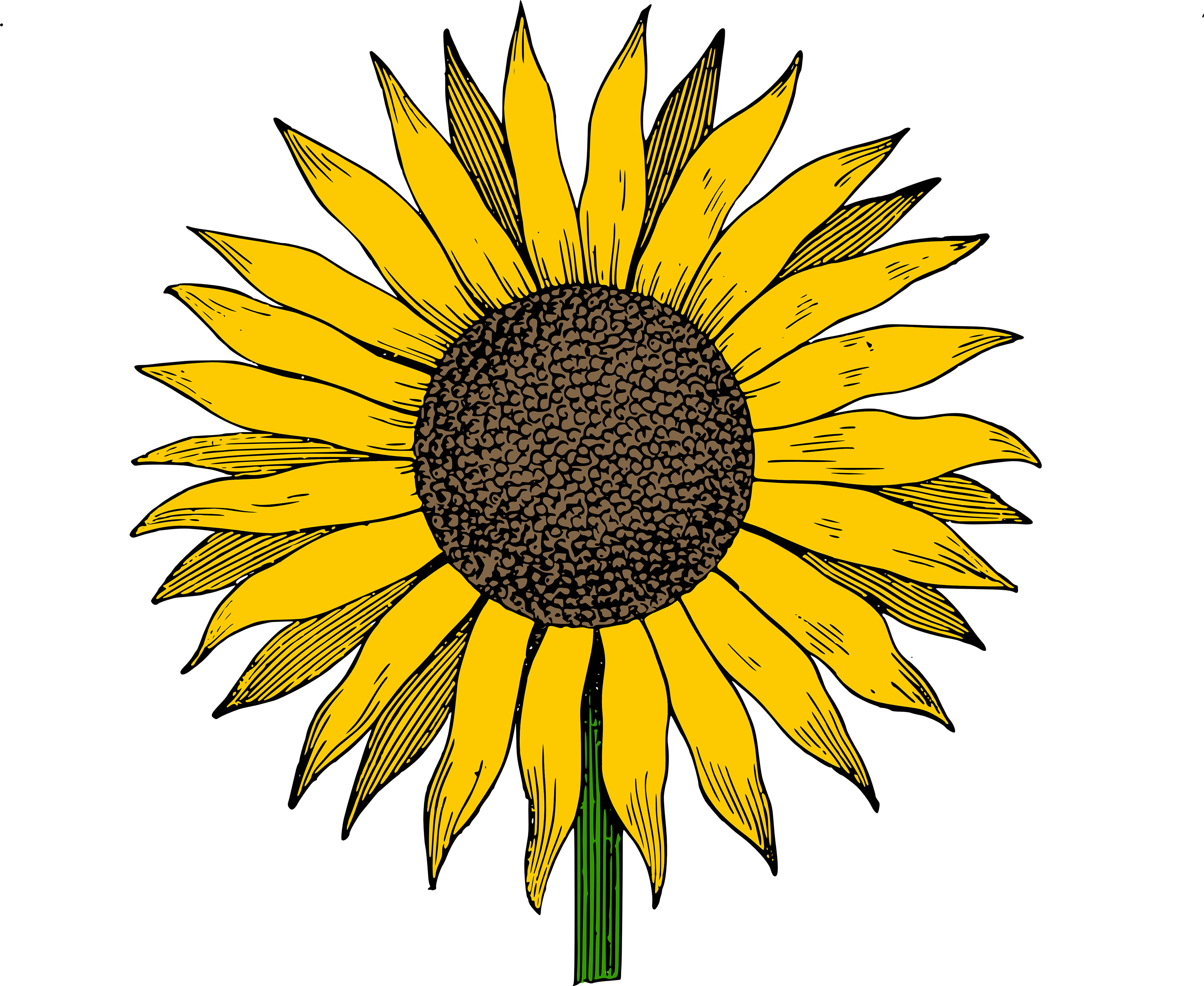 Sunflower Free Sunflowers Clipart Clip Art On Transparent