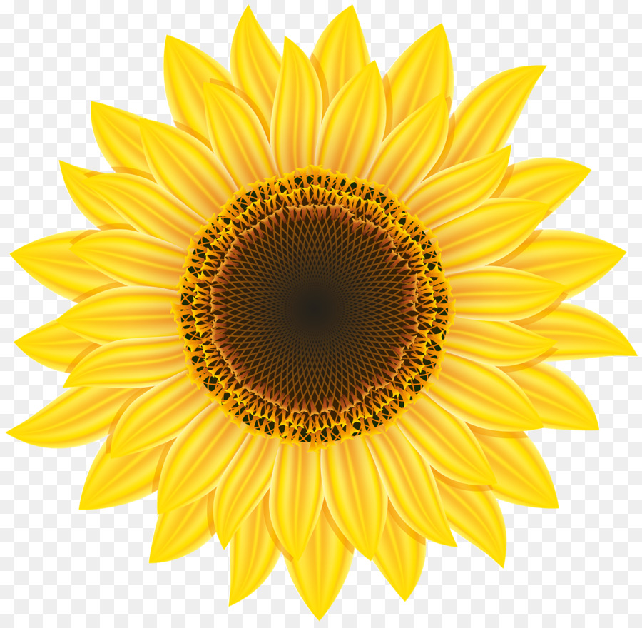 sunflower clipart yellow