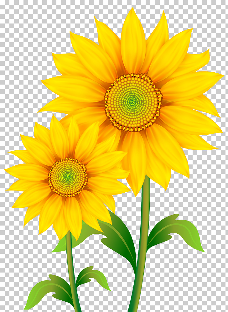 Common sunflower , Transparent Sunflowers , yellow sunflower
