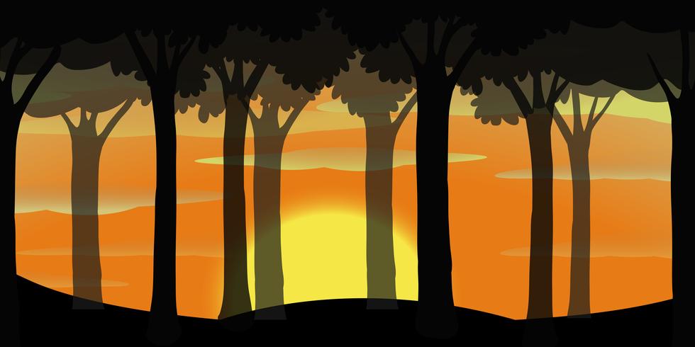 Silhouette scene of forest at sunset