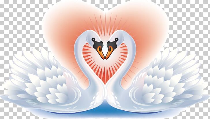 Black Swan Bird Heart PNG, Clipart, Abstract Pattern