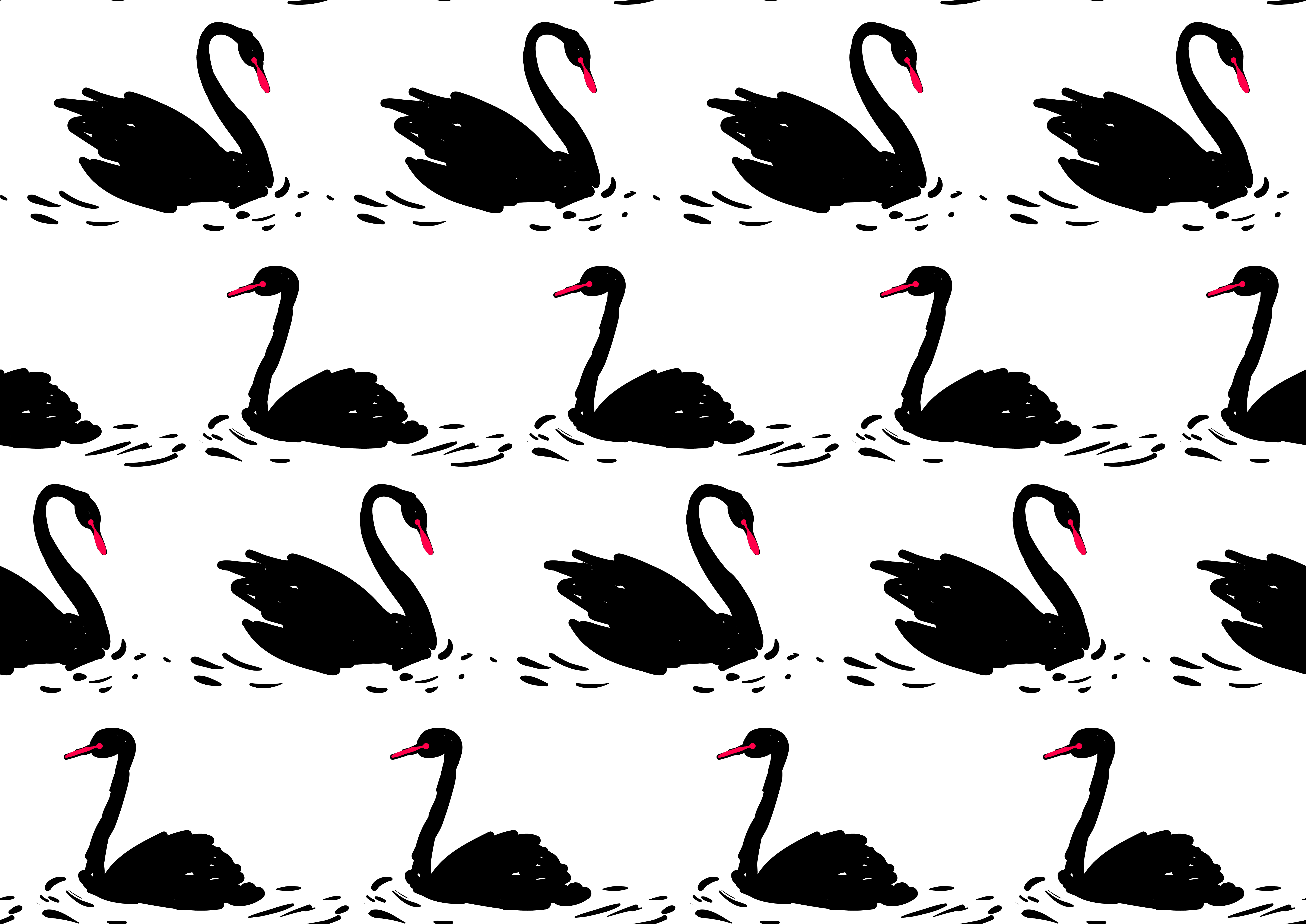 Couple black swan.