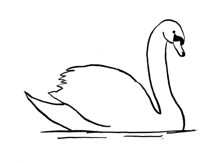 Swan drawing step.